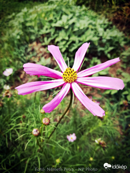 Egész nyáron virágoznak. Pillangóvirág 