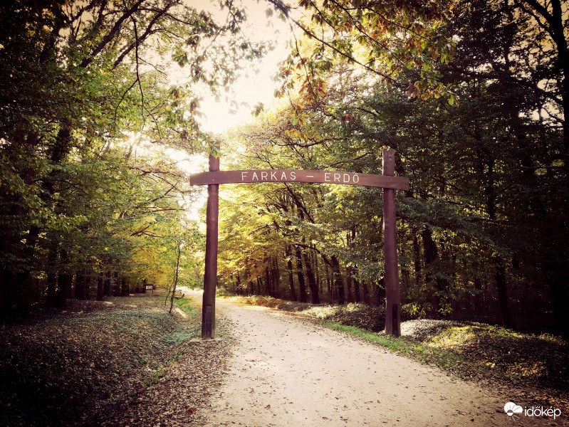 Farkas - erdő 