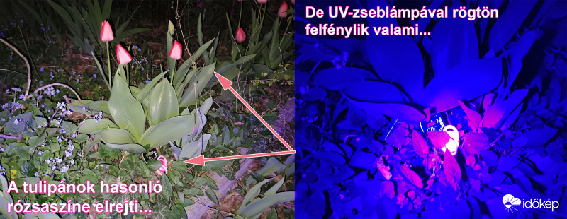 UV-Hajgumi-Kollázs 1