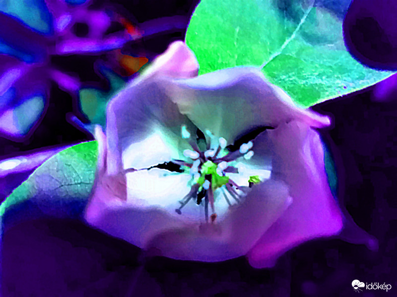 Alma virágzás UV és IR -2