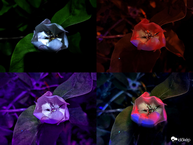 Alma virágzás UV és IR -1