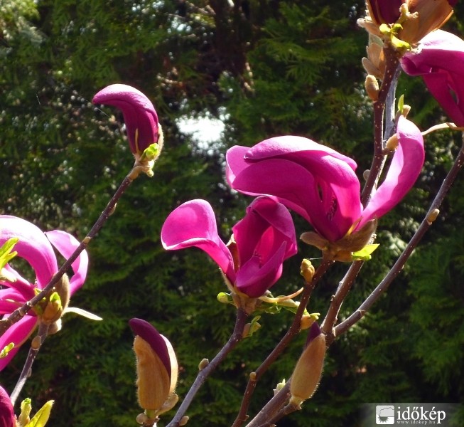 Magnólia virágzása