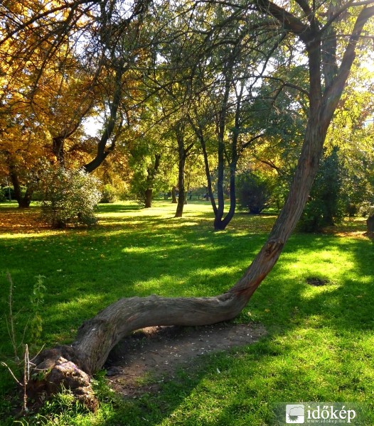 Nem szokványos növési irány