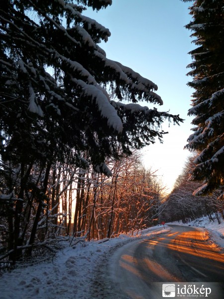 Fenyők között beszűrődő napsugarak