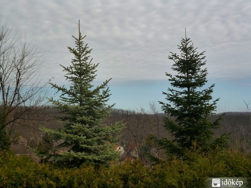 Fenyő - duó (Gödöllő, ma 11:41-kor)