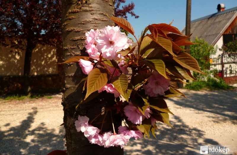 Japán sakura fa virágzása (oldalág)