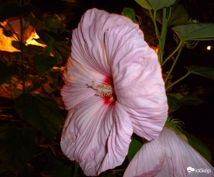 Mocsári liliom este 