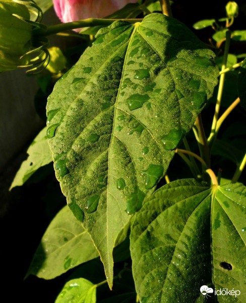 Harmatcseppes levél reggeli fényben