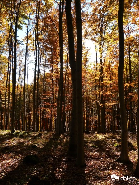 Őszi erdőrészlet