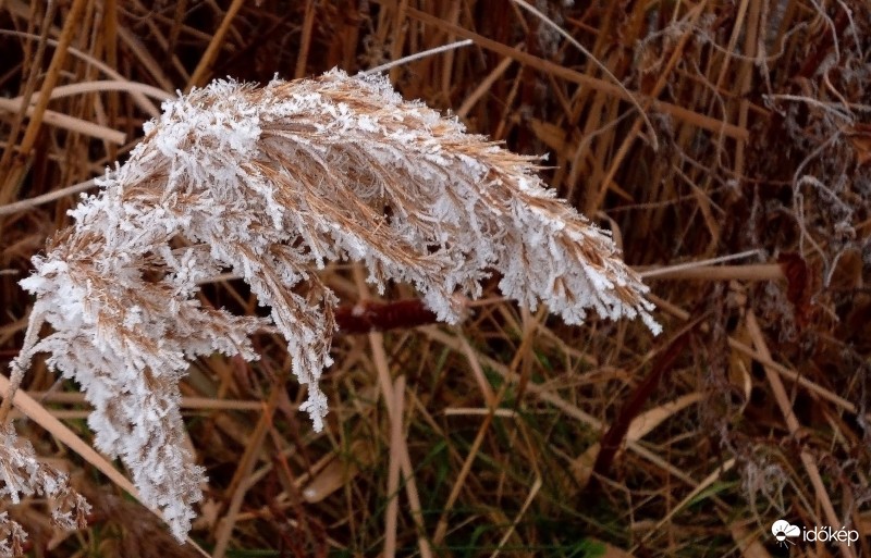Zúzmarás nád közelről