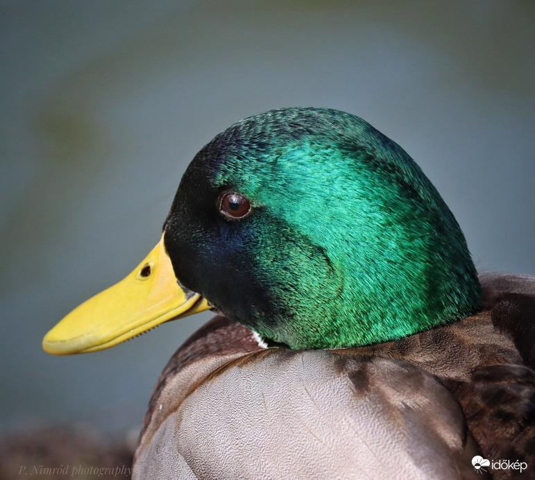 Tőkés réce portré ☺️