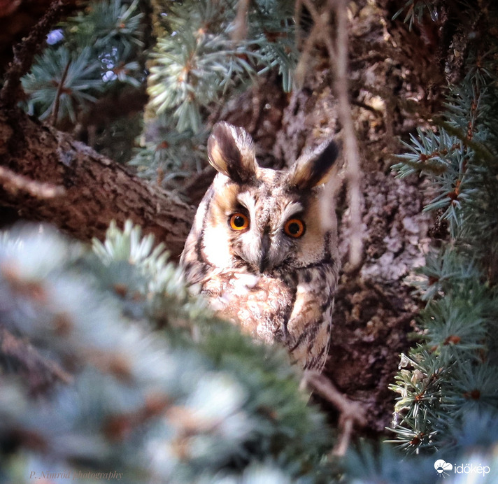 Bagoly☺️☺️☺️☺️