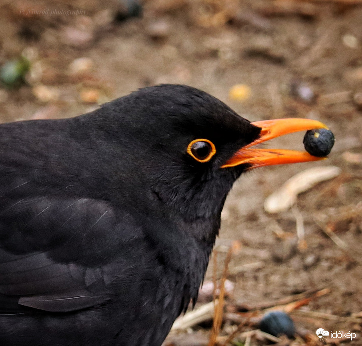 Zsákmánnyal ☺️