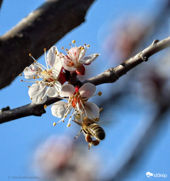 Szorgosan dolgozik ő is :)