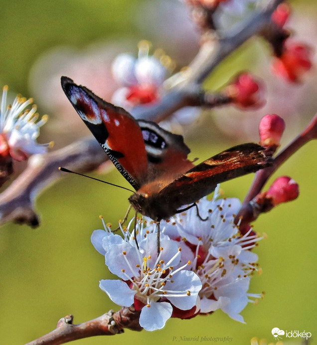 Nappali pávaszem a barackfán 8. :)