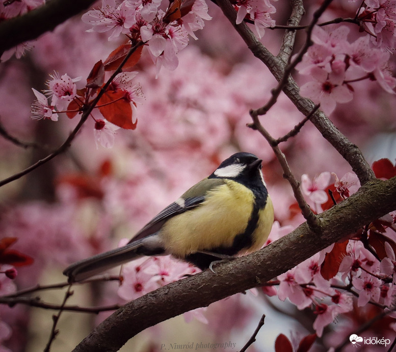 Széncinege a rózsaszínben pompázó fán ☺️ 3.