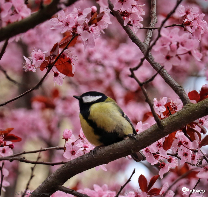 Széncinege a rózsaszínben pompázó fán ☺️ 2.