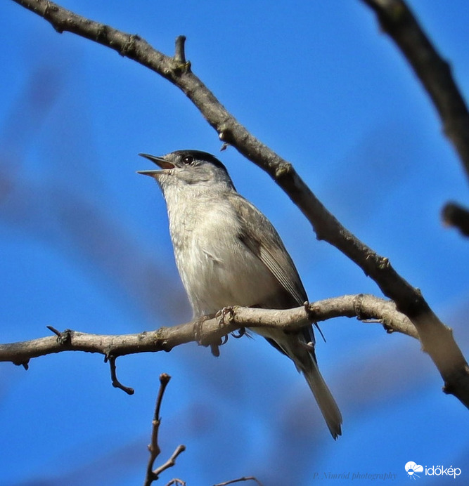 Barátposzáta éneke ☺️
