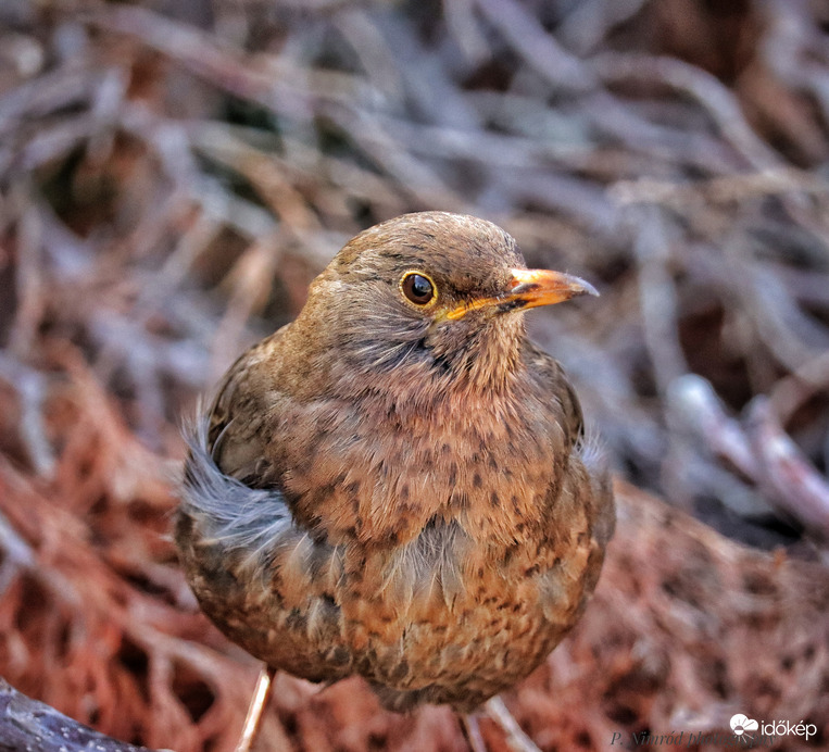 ,,Hát te meg ki vagy?" Jól szemügyre vett ez a fekete rigó ☺️