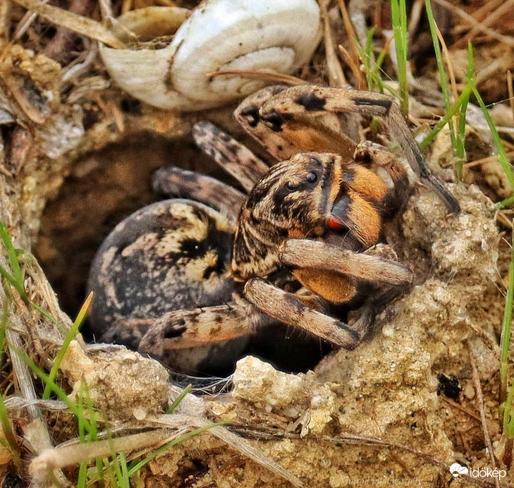Pokoli cselőpók ☺️