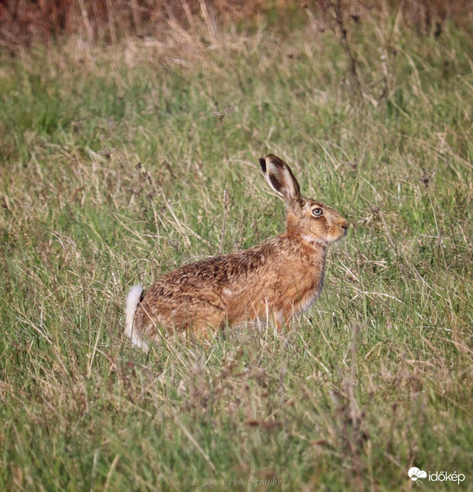 Kék szemű nyuszi ☺️