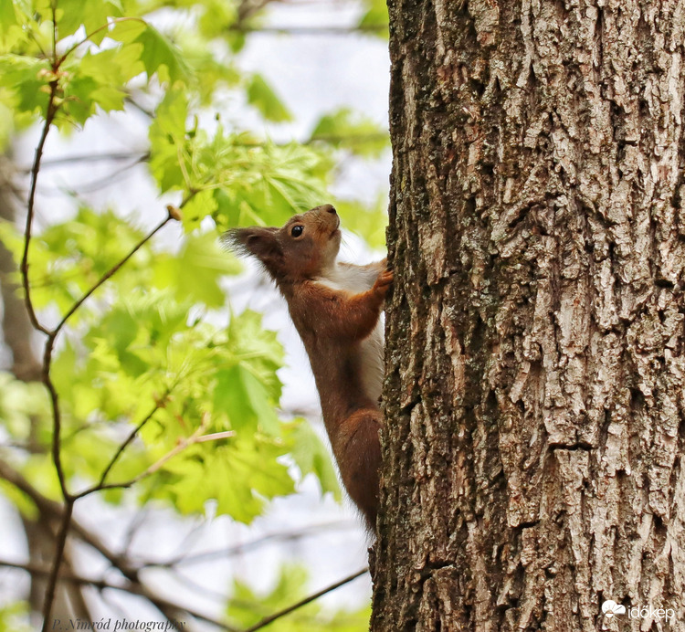 Ismét fel a fán ☺️☺️