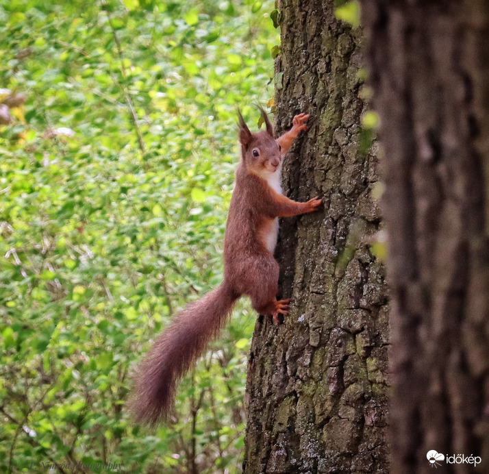 Ismét fel a fán ☺️