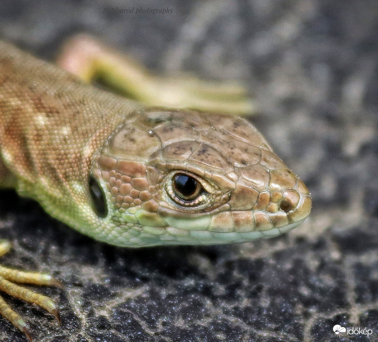 Fiatal zöld gyík portré