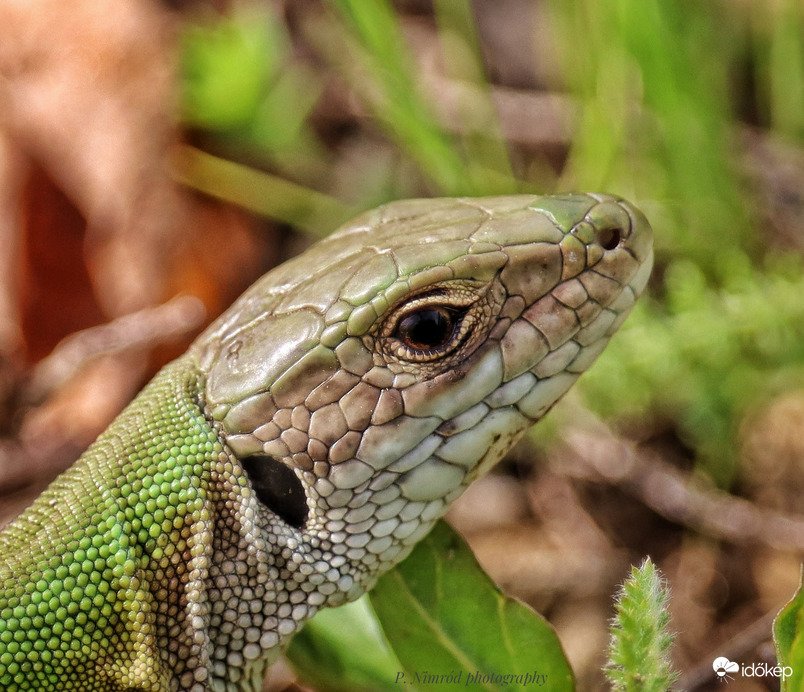 Zöld gyík portré ☺️