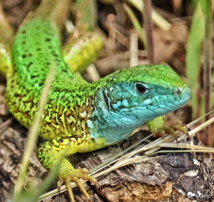 Néha egészen hihetetlen színeket tud produkálni a természet :)