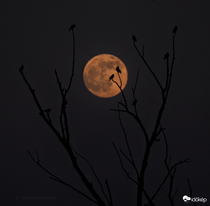 Seregélyek a felkelő Szuperhold fényében ☺️