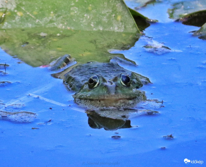 Ő nála kitartóbb békát még nem láttam ☺️. Több, mint egy napja vár szinte pontosan ugyanott, mint múltkor ez a kis szerelmes béka ☺️☺️