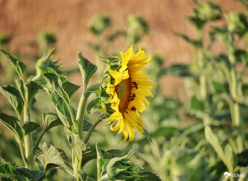 Napraforgó a naplementében :)