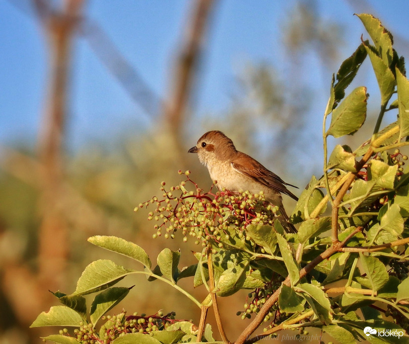 Tövisszúró gébics