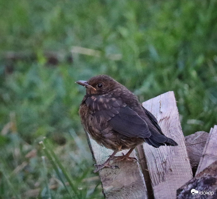 Kertünk új kis lakója, a jóllakott kis fekete rigó fióka :) . Nagyon boldog voltam, amikor megláttam, mert így egyre biztosabb, hogy fekete rigó család lakik a kertünkben :) . Sajnos a fények nem voltak a legjobbak :( , de a lényeg látszik :)