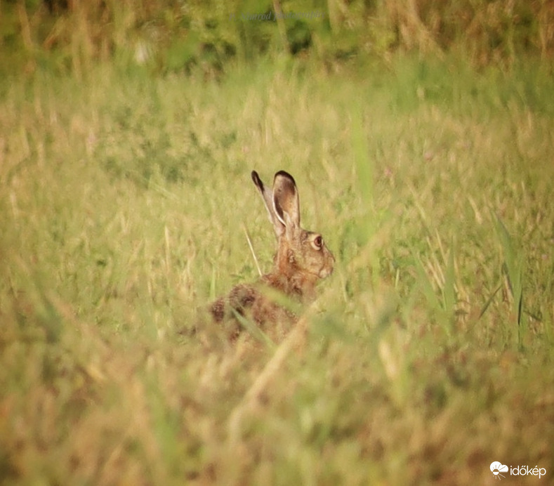 Rejtőzködő nyuszi ☺️