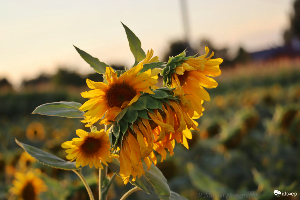 Ilyet se láttam még :O :D . 1 tő napraforgóból 5 további napraforgó nőtt ki :O :D ☺️