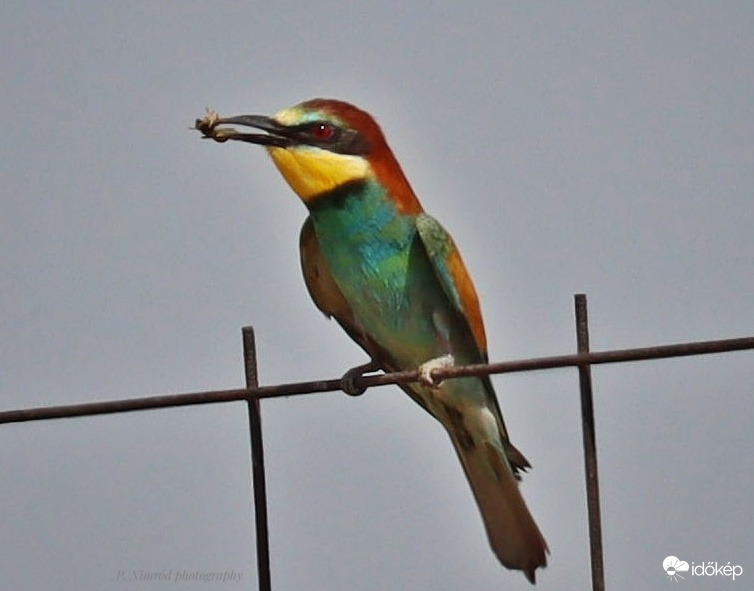 Gyurgyalag zsákmánnyal ☺️