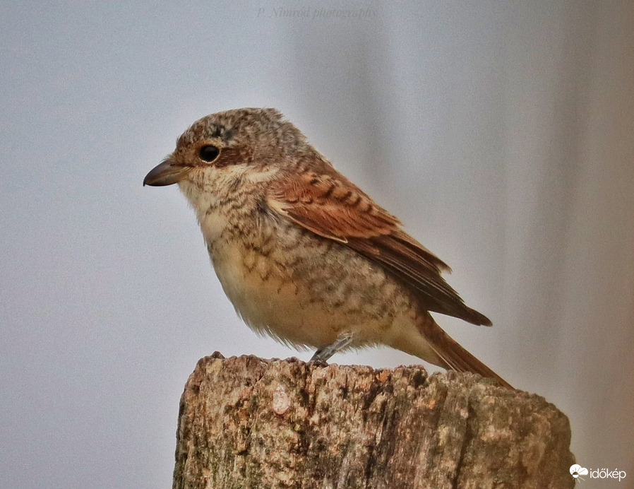 Tövisszúró gébics 