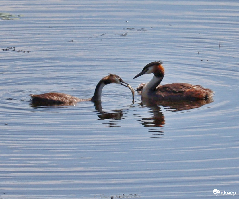 Fogadd el ezt a kis ajándékot ☺️