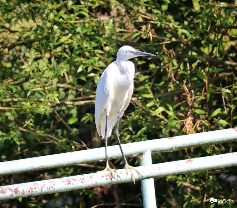 Kis kócsag a korláton ☺️