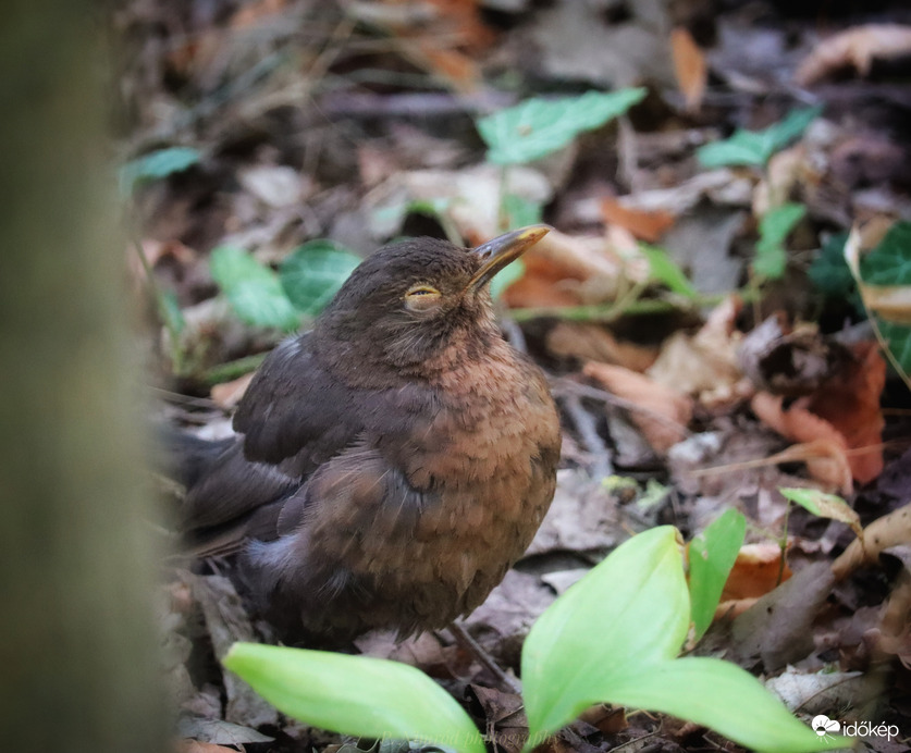 Alvó fekete rigó ☺️☺️