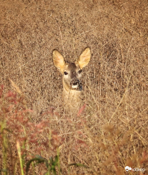Jól megfigyelt ☺️