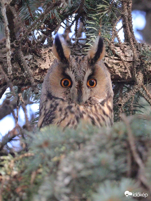 Baglyos napok ☺️