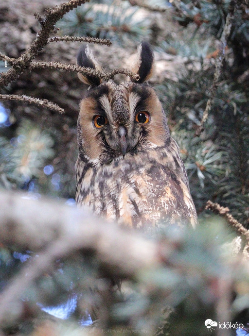 Erdei fülesbagoly ☺️