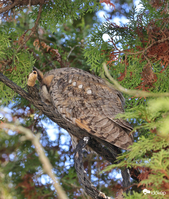 Fekve alvó bagoly. Eddig mindig csak ülve láttam őket aludni.