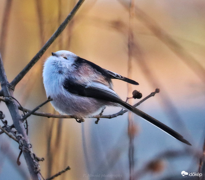 Egy másik fotóm a tegnapi őszapóról ☺️