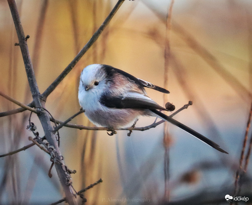 Őszapó a naplementében ☺️