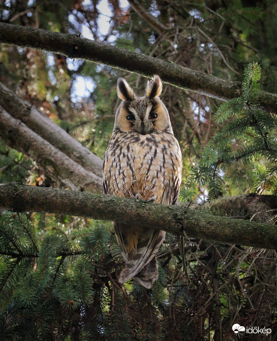 Erdei háttérben ☺️