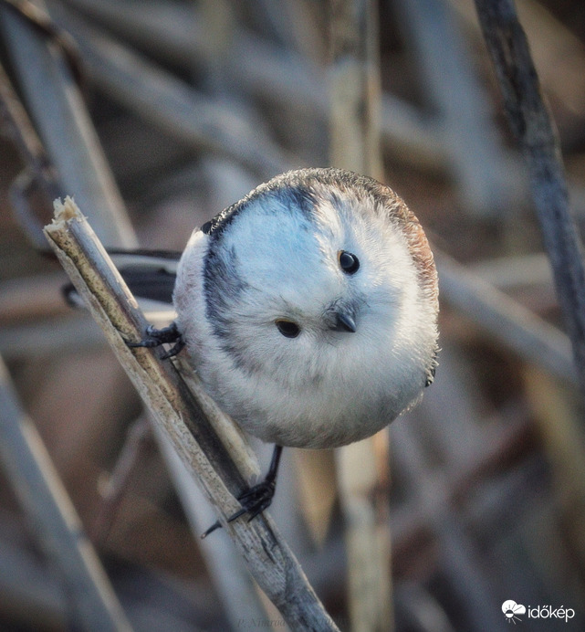 Cukiság verseny első helyezettje ☺️